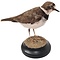 Mounted little ringed plover