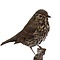 Mounted Song thrush