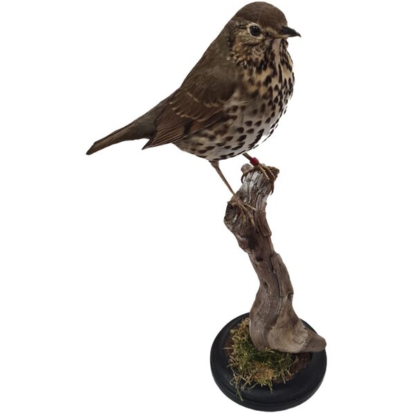 Victorian Bird Cage with Taxidermy Song Thrush by Anon Unknown