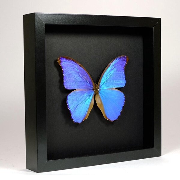 Morpho didius im elegant schwarzen Holzrahmen 25 x 25 cm