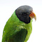 Mounted slaty-headed parakeet