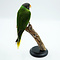 Mounted slaty-headed parakeet