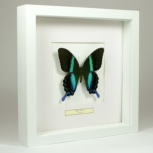 Papilio blumei in white frame 25 x 25 cm