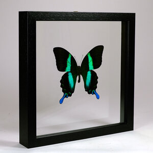 Papilio blumei in zwarte dubbelglas lijst 25x25cm