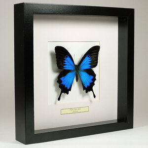 Papilio Ulysses Ulysses in black frame 25 x 25 cm