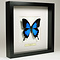 Papilio Ulysses Ulysses in schwarzem Rahmen 25 x 25 cm