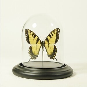 Stolp met opgezette vlinder - Papilio machaon (1)