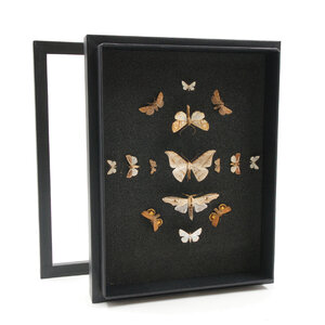 Moths in insect box (black)