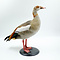 Mounted Egyptian goose (A)