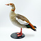 Mounted Egyptian goose (A)