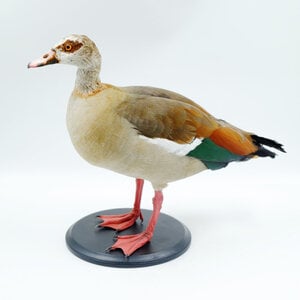 Mounted Egyptian goose (B)