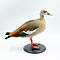 Mounted Egyptian goose (B)