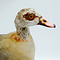 Mounted Egyptian goose (B)