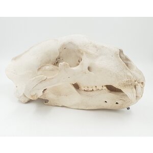 Skull polar bear