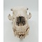 Skull polar bear