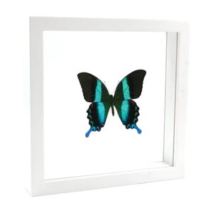 Papilio blumei in witte dubbelglas lijst 25x25cm