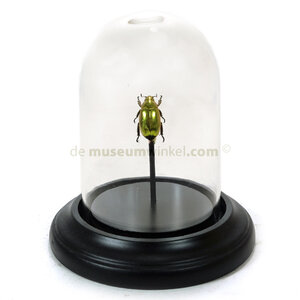 Glocke mit chrysina resplendens (1)