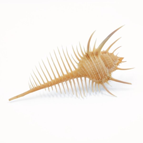 Murex pecten (S) - Venuskamm