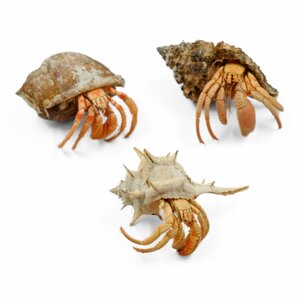 Hermit crab