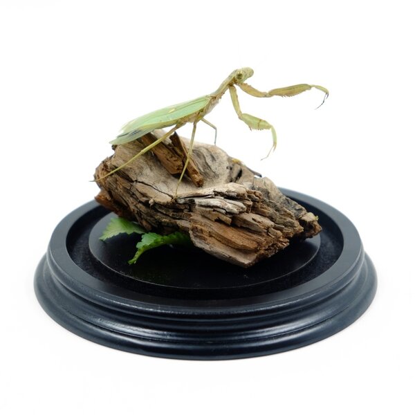 Glocke mit Gottesanbeterin