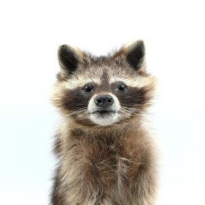 Mounted sitting raccoon