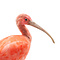 Mounted scarlet ibis