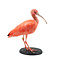 Mounted scarlet ibis