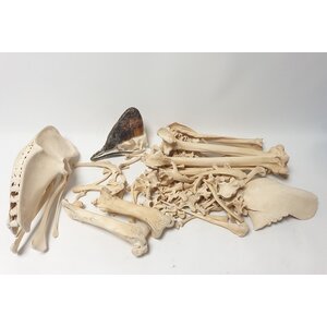 Skeleton of a southern cassowary