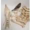 Skeleton of a southern cassowary