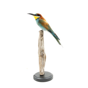 Mounted European bee-eater