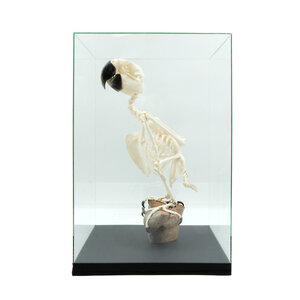Blue and yellow macaw skeleton in dome