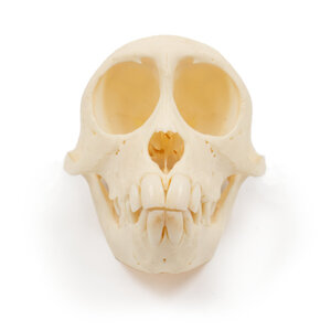Skull of crab-eating macaque