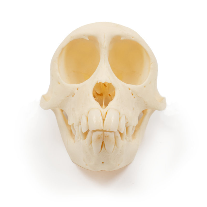 Skull of crabeating macaque