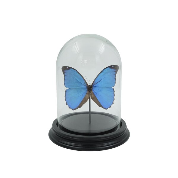 Glocke mit Morpho menelaus