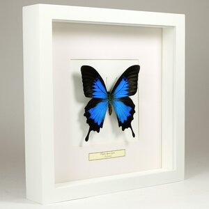 Papilio Ulysses Ulysses in weißem Rahmen 25 x 25 cm