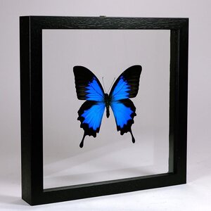 Papilio Ulysses Ulysses in zwarte dubbelglas lijst 25x25cm