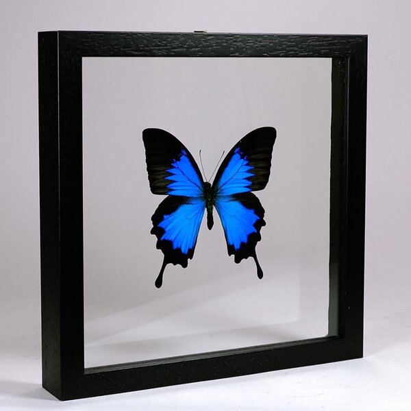 Papilio Ulysses Ulysses in schwarzem Doppelglasrahmen 25x25cm