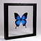 Papilio Ulysses Ulysses in zwarte dubbelglas lijst 25x25cm