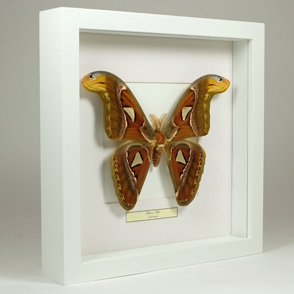 Attacus Atlas in witte lijst 25x25cm