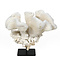 Cauliflower coral on metal base (A)