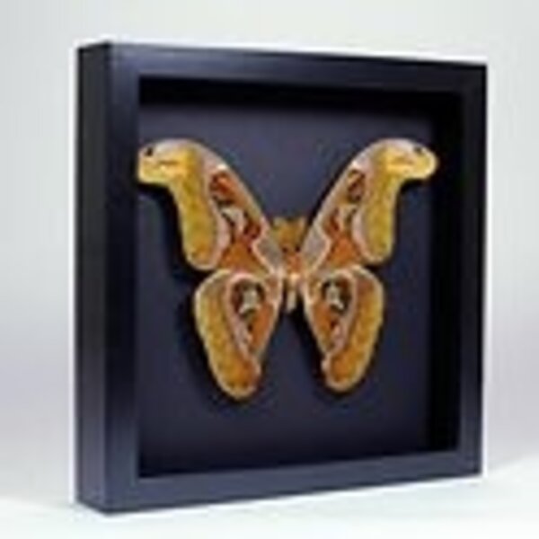 Attacus Atlas in elegant zwarte lijst 25x25cm