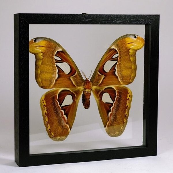 Attacus Atlas in Zwarte Dubbelglas Lijst 25x25cm