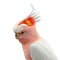 Mounted Pink Cockatoo
