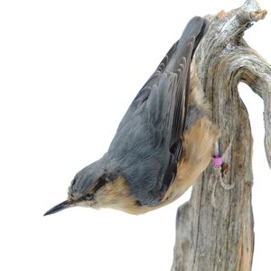 Mounted Eurasian nuthatch