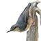 Mounted Eurasian nuthatch