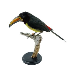 Mounted green aracari (A)