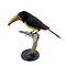 Mounted green aracari (A)