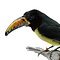 Mounted green aracari (A)