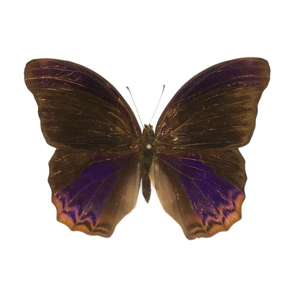 Terinos SP. ongeprepareerd