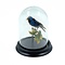 Antique blue dacnis in glass dome